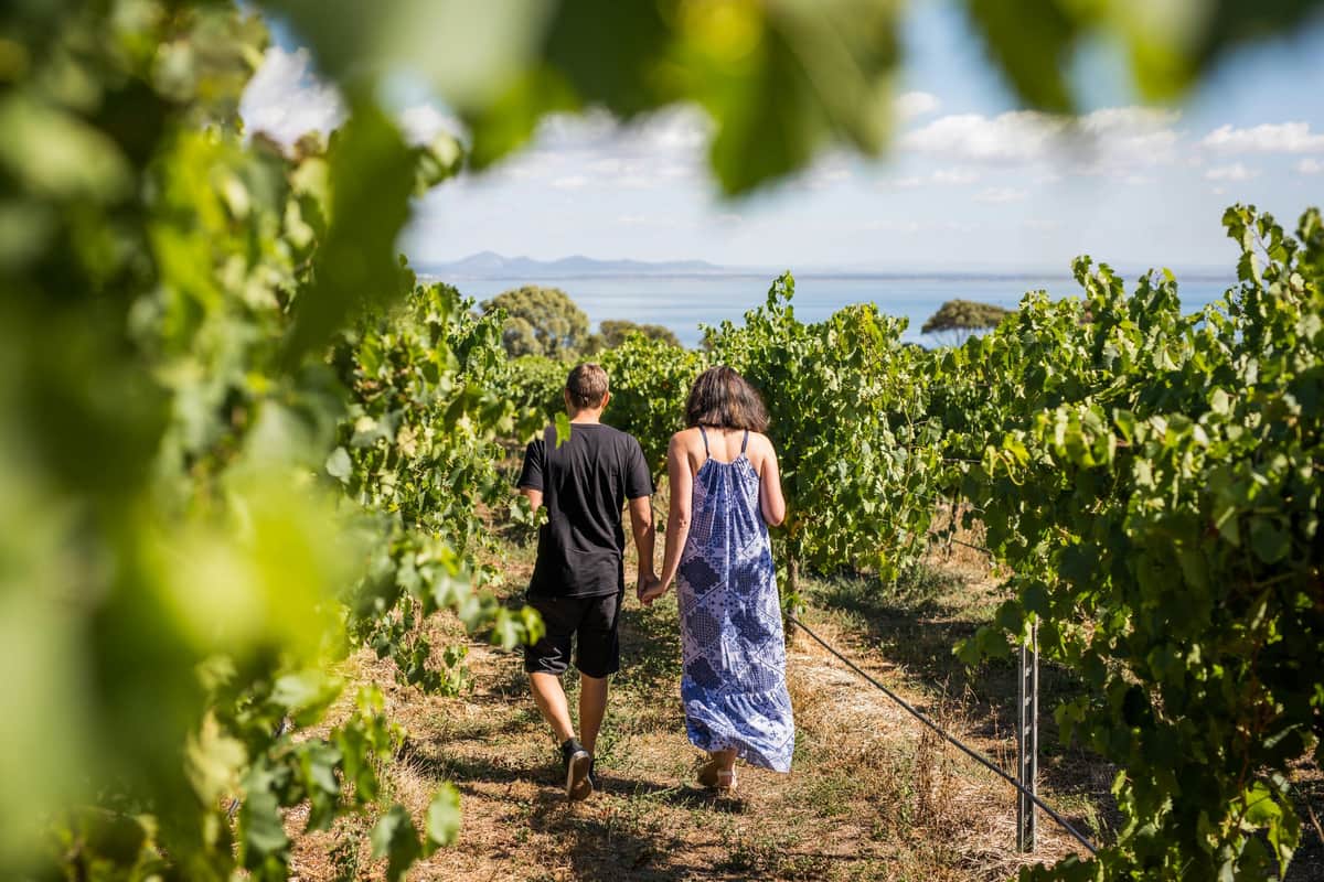 Ocean views from vineyard