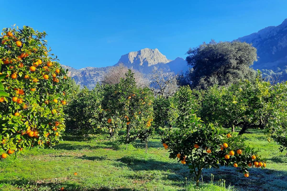Mallorca: Orange Valley & Valldemossa Guided Tour + Transfers Orange farm near Soller