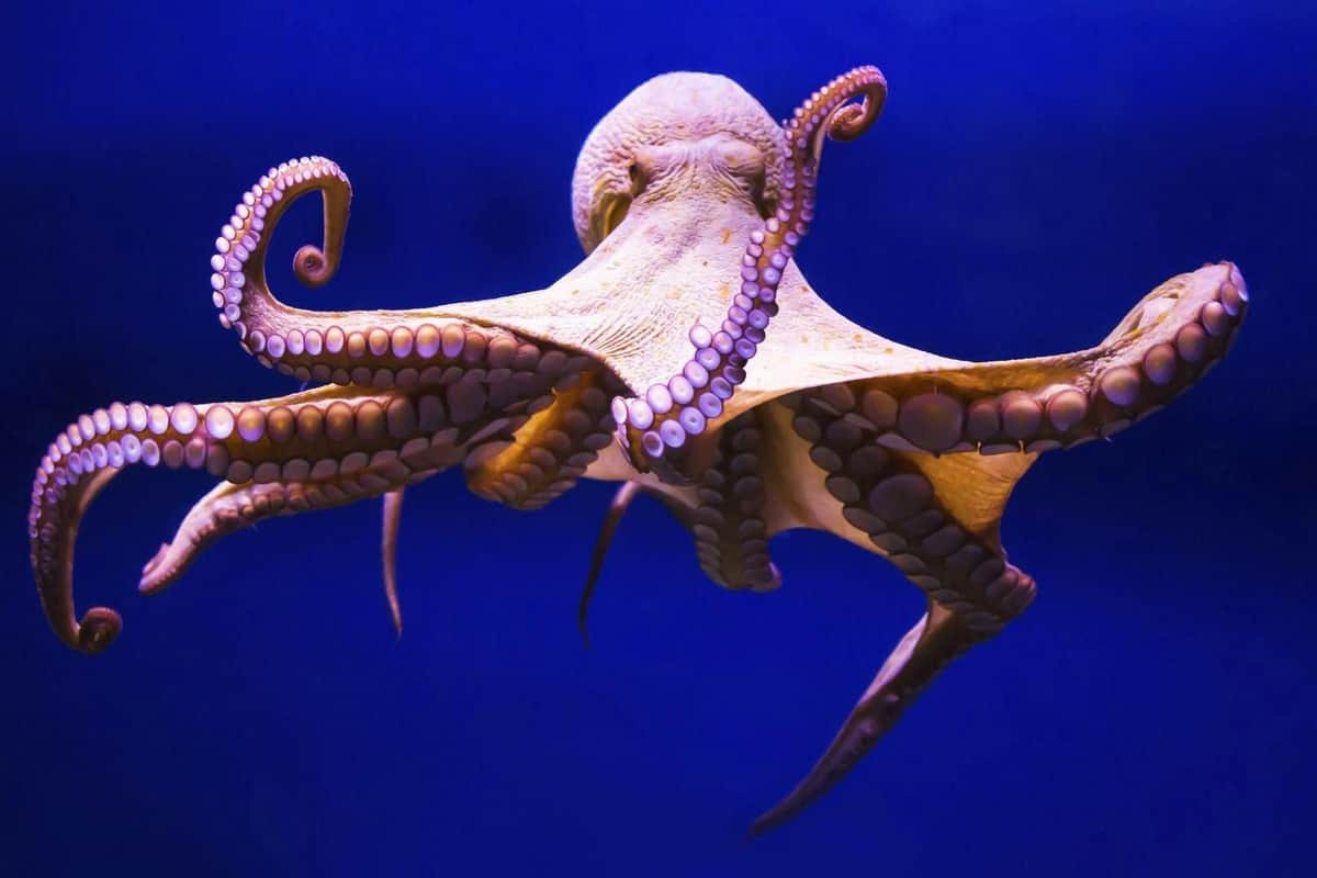 Gran Canaria: Guided Day Tour from Tenerife + Aquarium & Distillery Entry Poema del Mar
