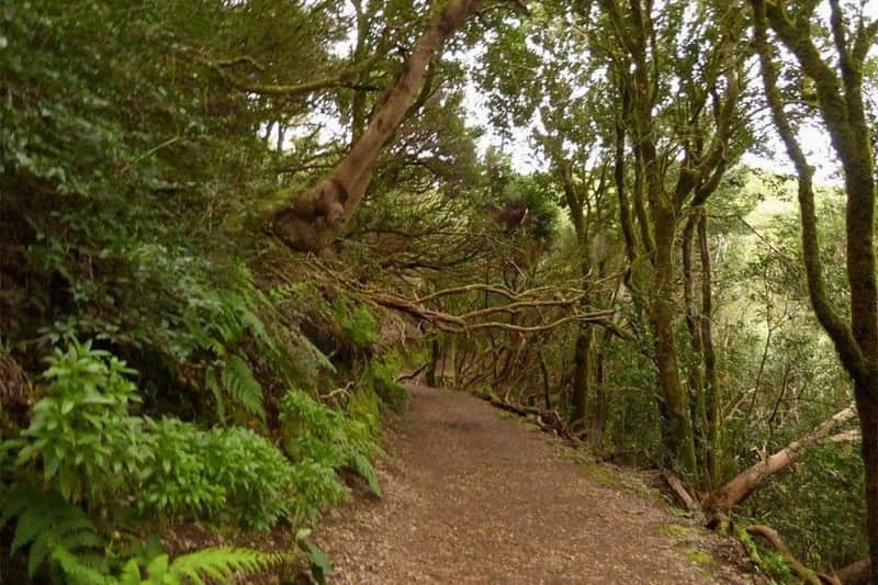 Parque Rural de Anaga: Guided Hiking Tour from Cruz del Carmen + Food Tasting